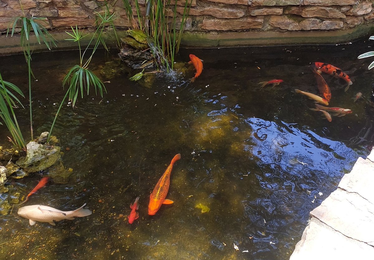 tomatees 🍅🌳🐟