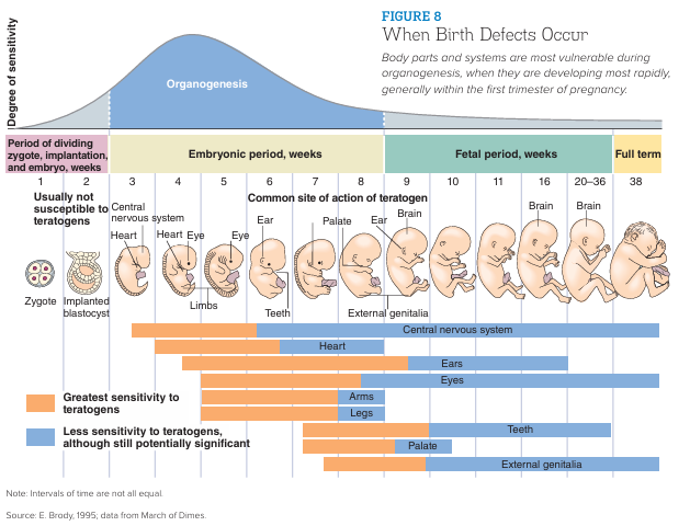 dynysxze's tweet photo. When Birth Defects Occur

From the book of Papalia and Martorell https://t.co/tUXLsekwV6