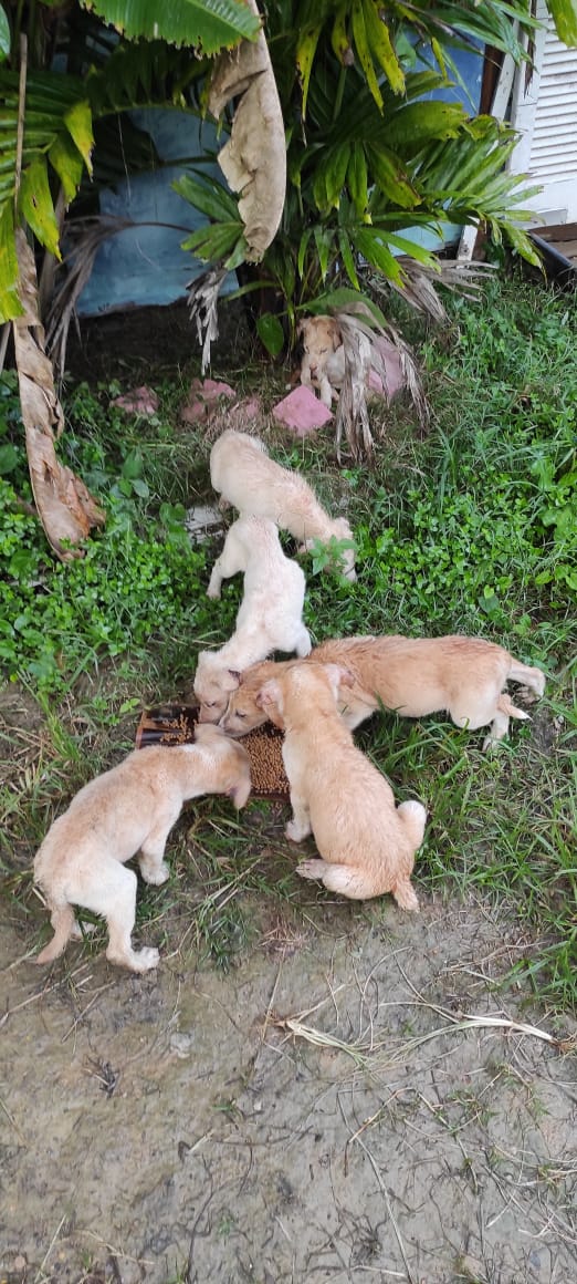 infinitoanimal2's tweet photo. Estos cachorritos se encuentran en el tierrero en Ojo de Agua en Baruta, están mojados y tienen las orejitas enfermas. Todas son hembritas y 1 machito.   Necesitan resguardo urgente !!!  
Contacto: 0424-1837773🐕🌻🐾🙏 RT @PerroUsuario @NuriTrejo @FRAENKELE @MariaConchita_A https://t.co/7dnWEBCIva