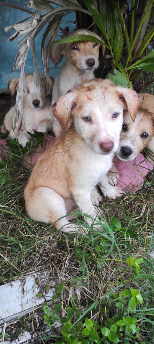 infinitoanimal2's tweet photo. Estos cachorritos se encuentran en el tierrero en Ojo de Agua en Baruta, están mojados y tienen las orejitas enfermas. Todas son hembritas y 1 machito.   Necesitan resguardo urgente !!!  
Contacto: 0424-1837773🐕🌻🐾🙏 RT @PerroUsuario @NuriTrejo @FRAENKELE @MariaConchita_A https://t.co/7dnWEBCIva