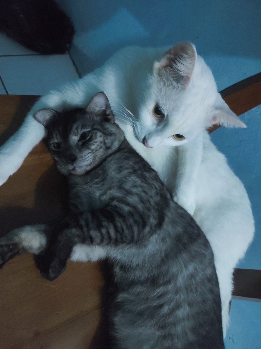 rustinrustin's tweet photo. Enak ya jadi kucing, ga pernah ngerasa kesel https://t.co/SLmGD9hu7A