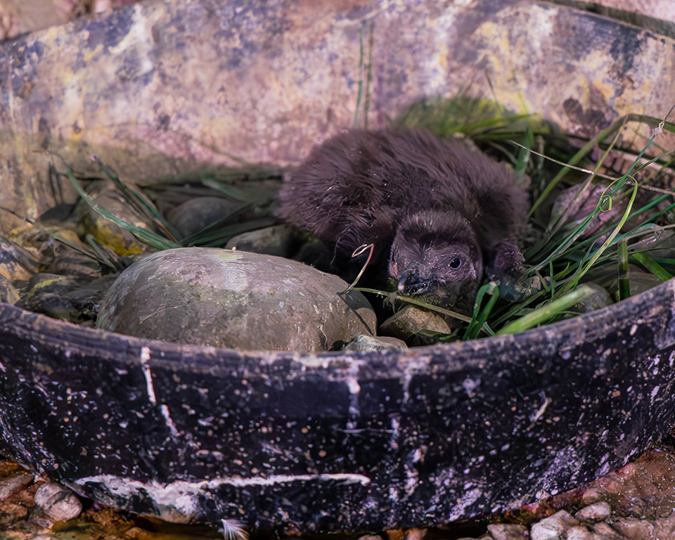 zoos_aquariums's tweet photo. 🌟 Good things come in threes at @JohnBallZooGr! Last month, 3 new Magellanic #Penguin chicks were born at the zoo. Read about John Ball Zoo's success in raising 46 near-threatened #Penguins from birth: https://t.co/v41GfJs1Z6.
#ZooBorns #ZooBaby #AnimalHealth #GrandRapids #Zoos https://t.co/DWQQWCgr0I