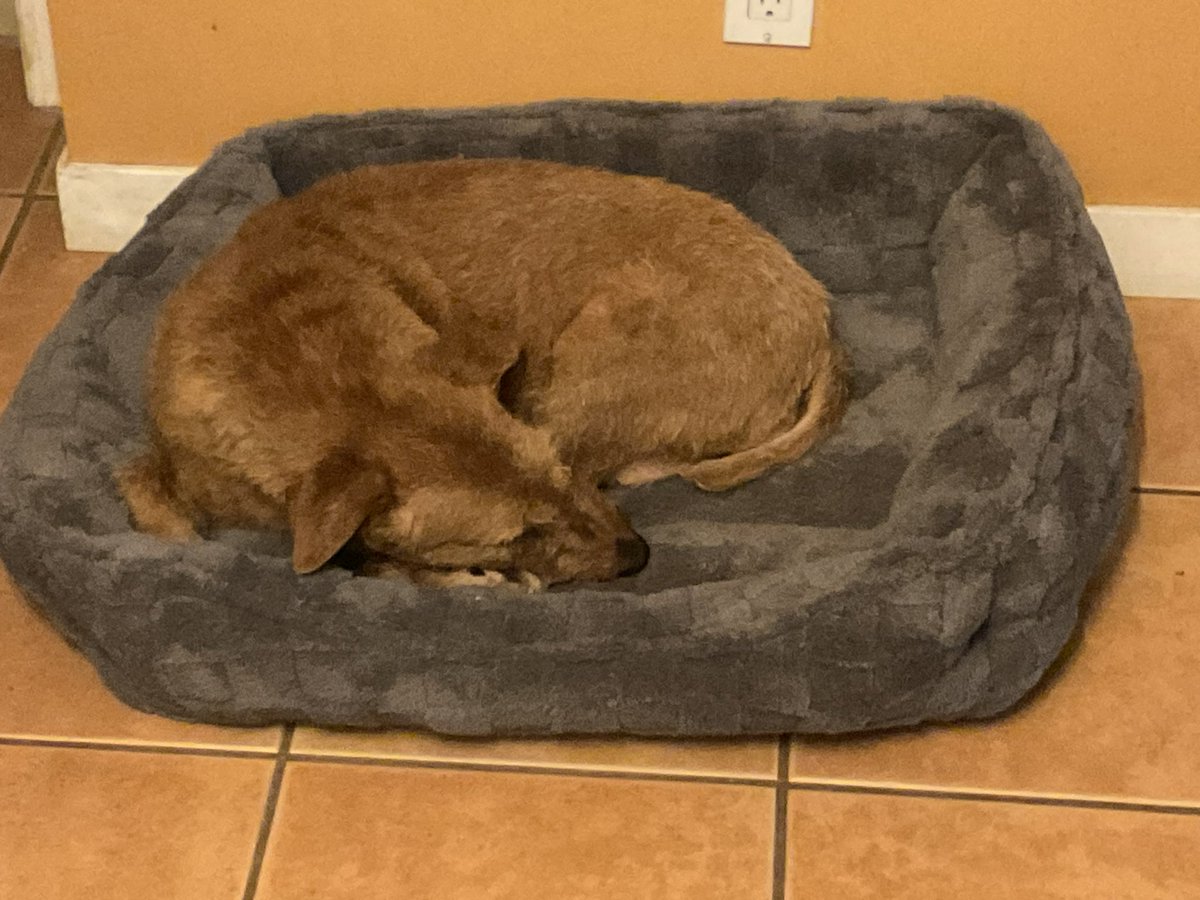 DublinIrishPup's tweet photo. Nuthin to see here pals just a #doglet enjoying her comfy 🛌 it can stay fanks Mum #bestmumever ❤️ https://t.co/d6QkHIOwf7