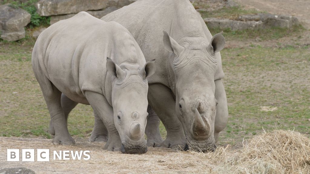 twitreporting's tweet photo. IVF help for wild rhinos from zoo cousins https://t.co/e2K4iXT30t https://t.co/SDHlCD1DXP