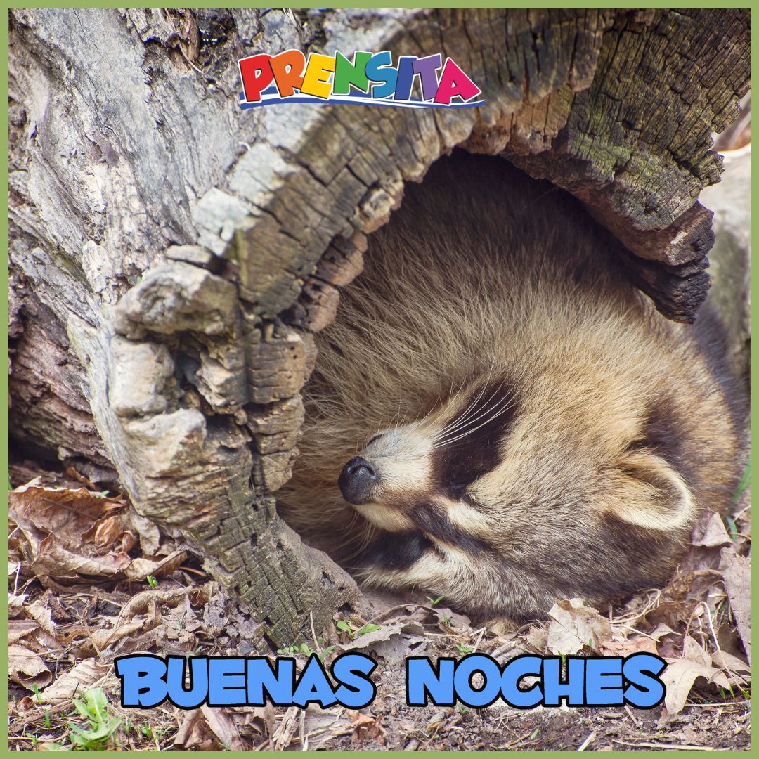 Buenas noches 🌙