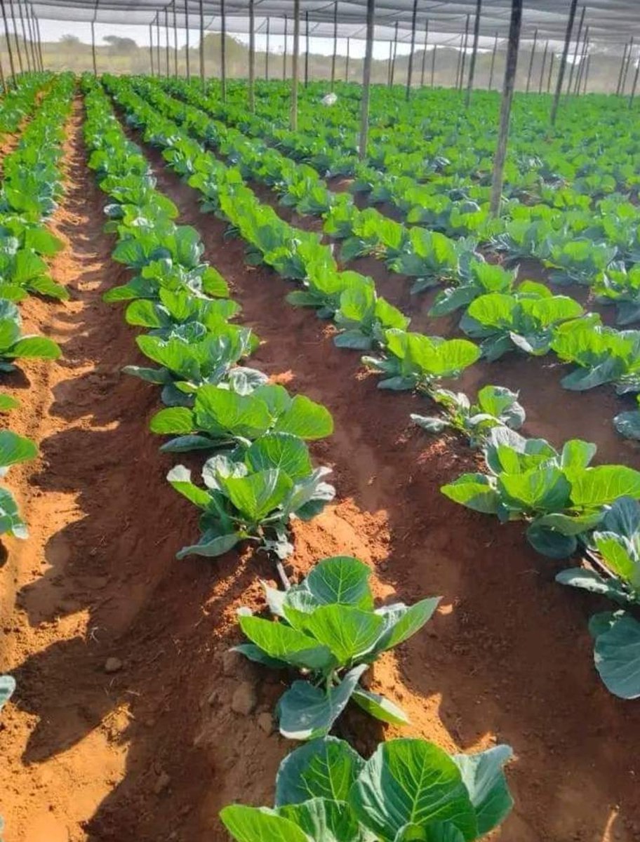 Organic farming keeps soil fertile and healthy. Plus, organically grown crops taste great and are preferred by customers. 🌱💯👨‍🌾
#Agirite #AgrInfluencersRw