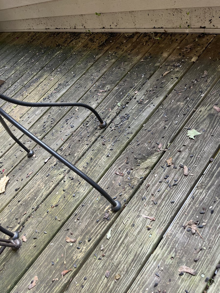 TheeRake's tweet photo. So these new fuckers above us have a bird feeder and there’s like thousands of seeds all over our whole deck, chairs tables and all. Hope they like cigar smoke cause that’s what they’ll be getting on the regular now. Fuck you https://t.co/DztgunksV1