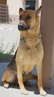 The fear in Tracy's #242403 eyes. She knows she's in a very dangerous place. Three years old and found as a stray on the side of a highway, she's now "pending euthanasia" in deadly Apple Valley CA - and with few shares and very little attention, she's in need of help. A beautiful