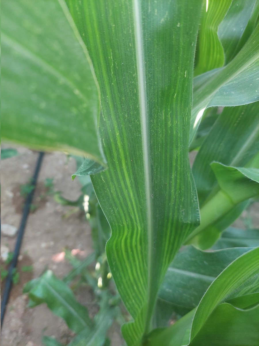 İbrahim Ülker tweet media