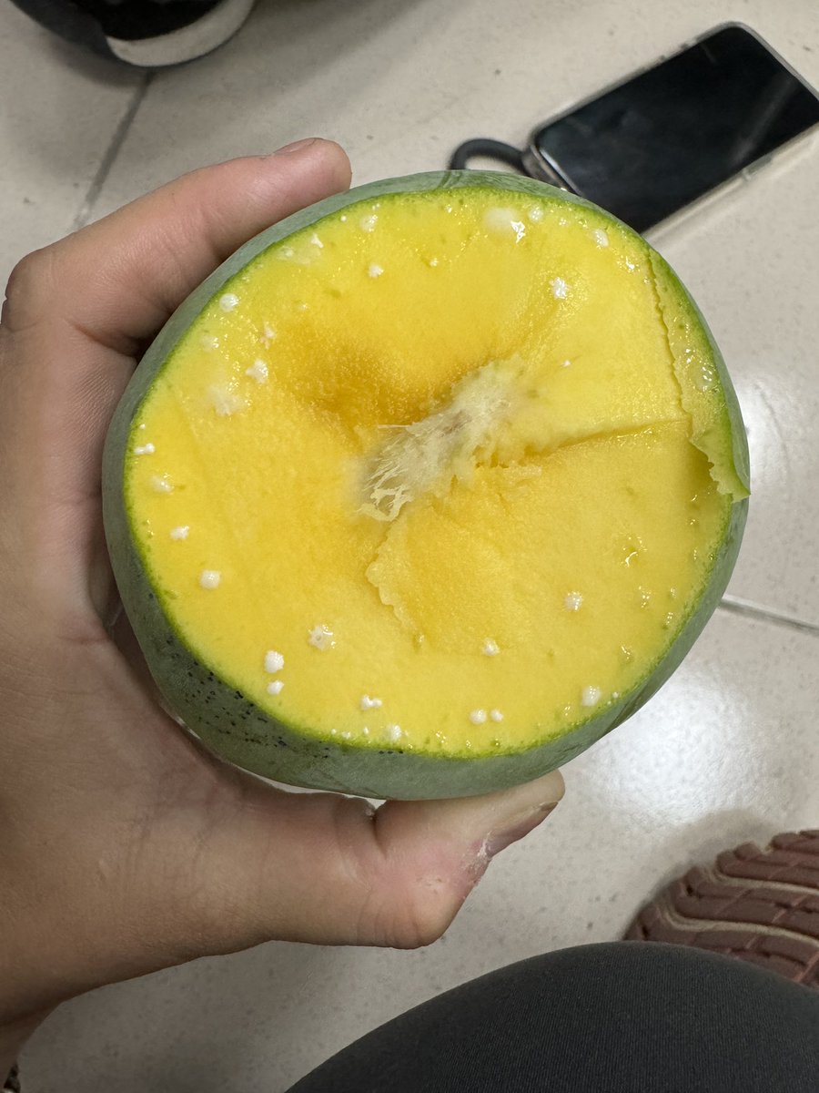 ChangLanyen's tweet photo. Some interesting mango observations.
Some Oblong shape large mango got brown fibers quite obviously this year.
Some guess from mango lady and me.
Stress induced or fast-growing during fruit enlargement period. The close-vascular bundle tissues were broken and therefore browning. https://t.co/wsoUNDJMm9