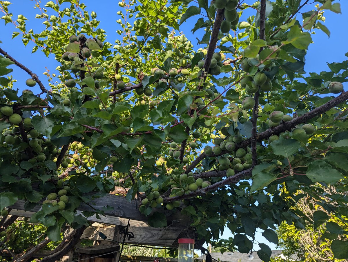 dripworksusa's tweet photo. A beautiful customer's garden, thriving with the help of our drip irrigation system. 🌺 
💧Grow More: https://t.co/q6b4jv8aq8

#SummerGardening #Garden #Gardening #Gardener #Landscaping #Landscape #DripIrrigation #Irrigation #DripWorks #WateringSystem #GardenInspiration https://t.co/rT3rb9dlMU