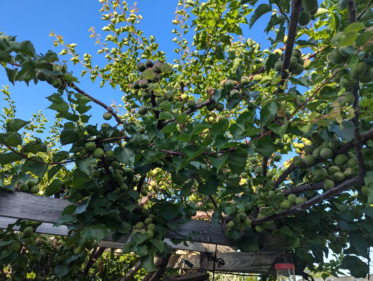 dripworksusa's tweet photo. A beautiful customer's garden, thriving with the help of our drip irrigation system. 🌺 
💧Grow More: https://t.co/q6b4jv8aq8

#SummerGardening #Garden #Gardening #Gardener #Landscaping #Landscape #DripIrrigation #Irrigation #DripWorks #WateringSystem #GardenInspiration https://t.co/rT3rb9dlMU