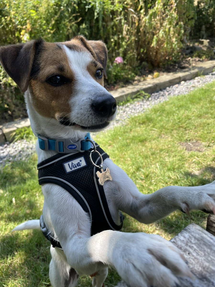alistaircoleman's tweet photo. Please ensure your dog is fully briefed for his/her important role in the democratic process tomorrow. Remind him/her there is no such thing as the Various Meats And Cheeses Party and just stop going on about it, right? #DogsAtPollingStations https://t.co/Hw4r6MgR1d