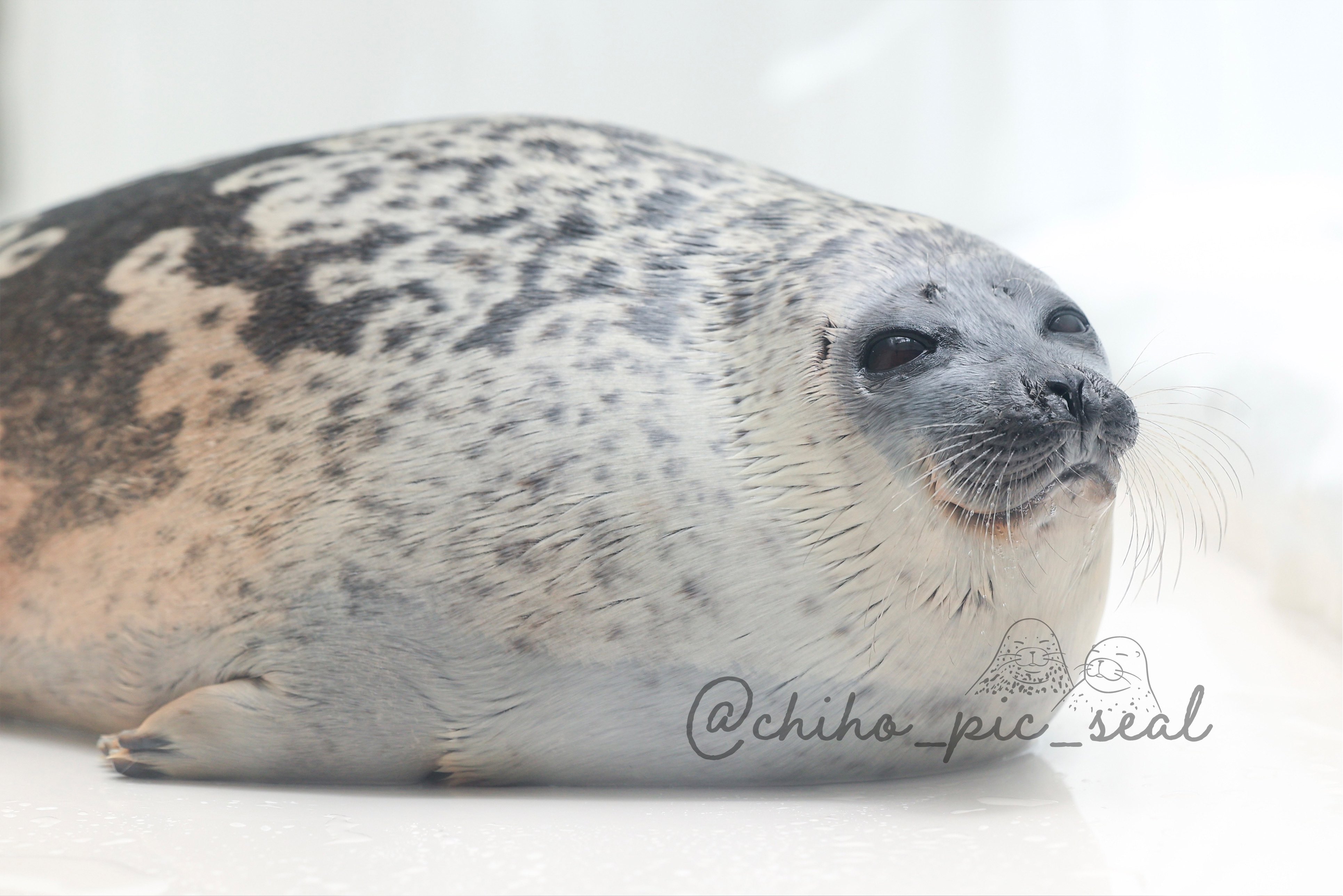はくひめhakuhime | アラレちゃんの横顔💓 #seal #アザラシ