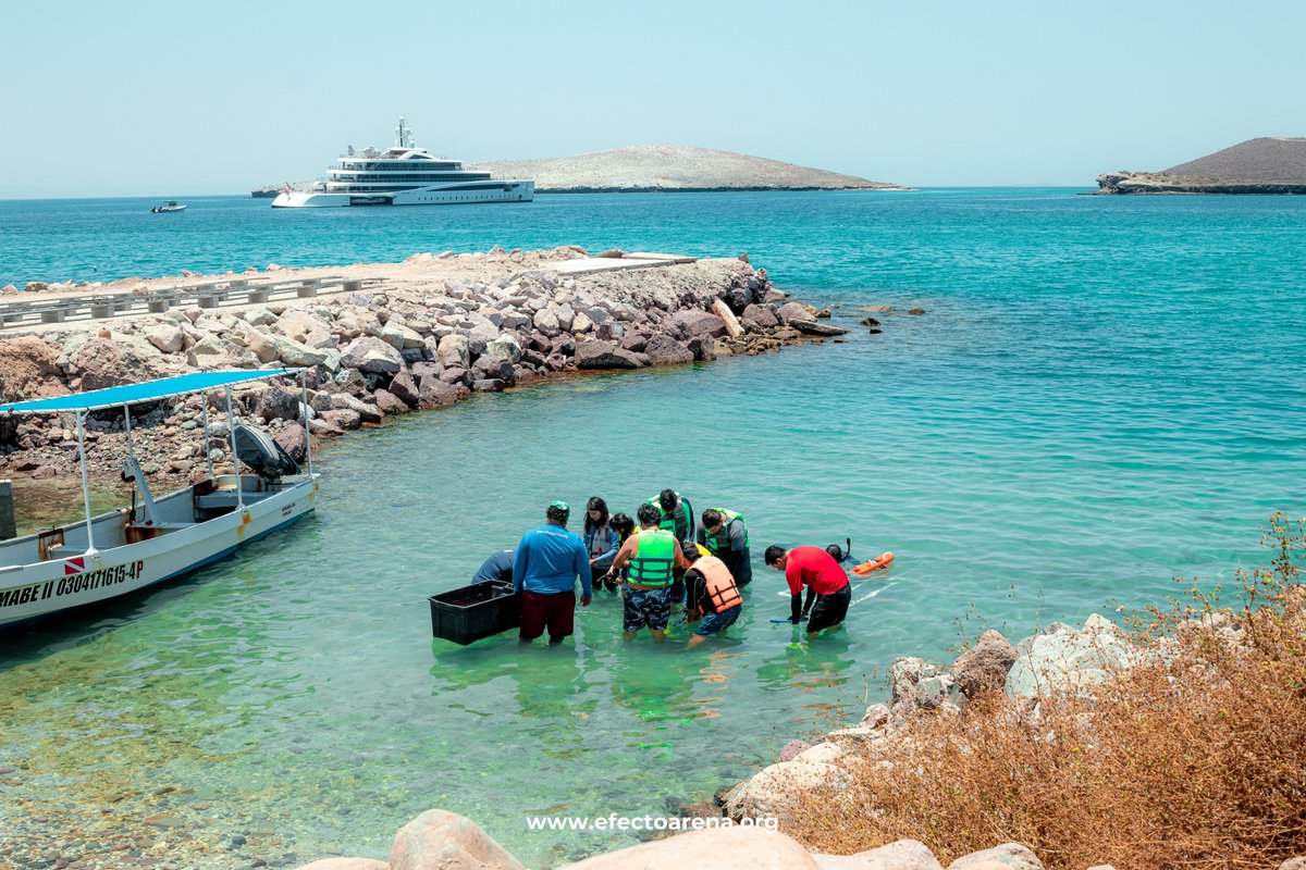 EfectoArena's tweet photo. Jóvenes del Movimiento Scout Kiliwa Grupo vivieron nuestro taller de Jardinería de Coral Puerta al Mar. Nos emociona mucho que cada vez más jóvenes se vuelven embajadores de la conservación. ¡Gracias por su participación y entusiasmo! https://t.co/CxTZMOK1lT