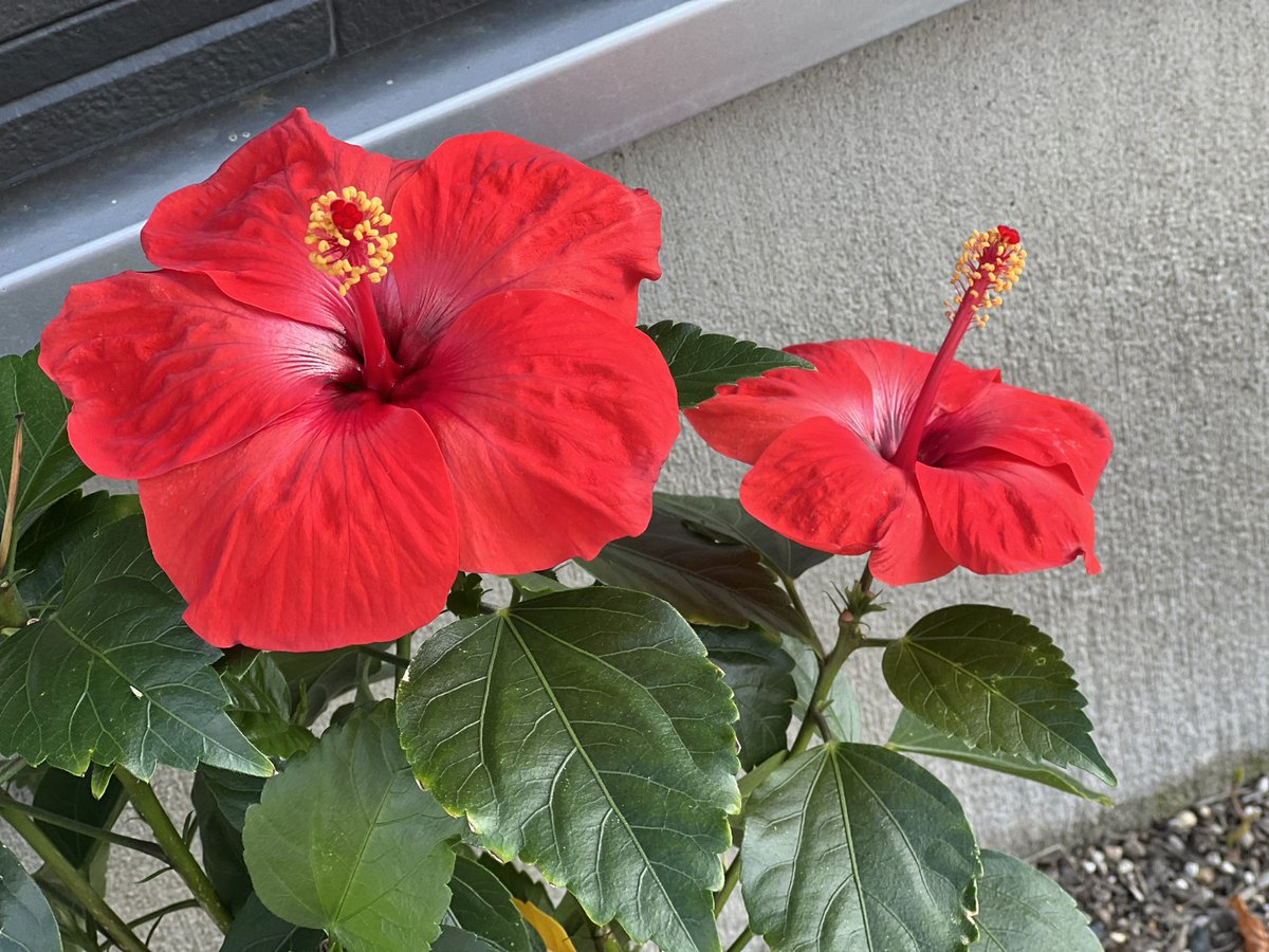 mimi_mirai's tweet photo. 我が家の花壇にハイビスカスが咲いた🌺
かわいい🫶 https://t.co/lg7ammcGRq