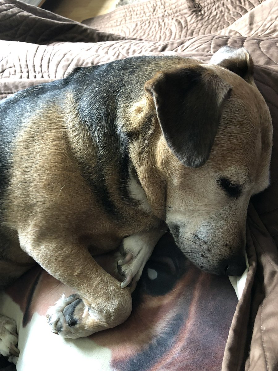 PaulBanner11's tweet photo. @DogLovers03 My girl Tipsy, miss her everyday. https://t.co/oOs8Pw874g