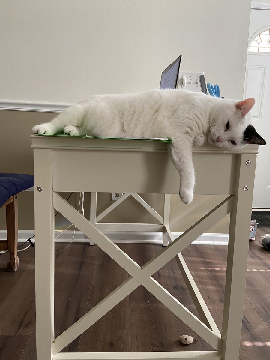 SunnySCdays's tweet photo. @Charlestonion Butters, I tried explaining this news to Sophie  hoping she will not wake me up at the usual 5am M-F time for her breakfast. She obviously doesn’t seem to care. https://t.co/ZZ7fPViJ0Z