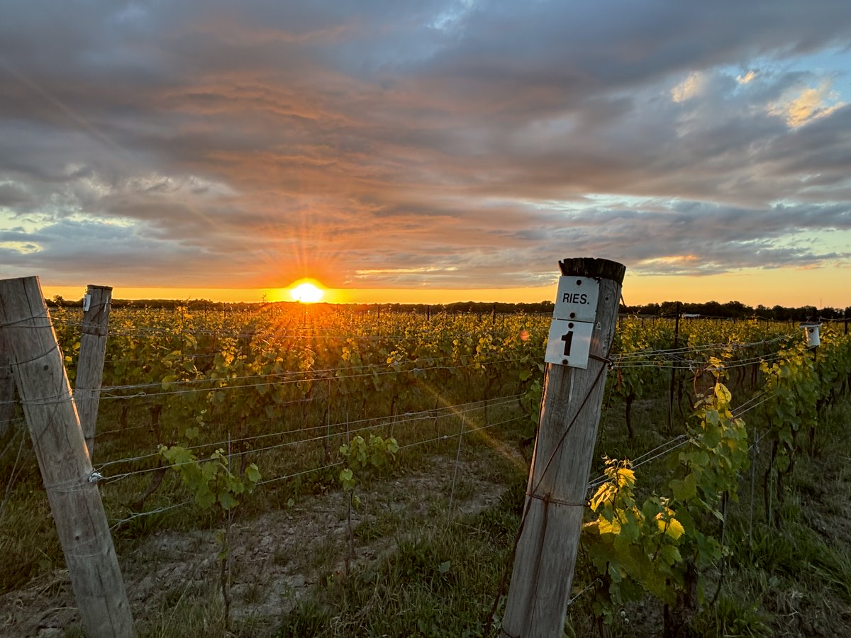 Our Quarry Road Vineyard is not only home to vines that make some of our best wine, but also some pretty incredible sunsets as well.
