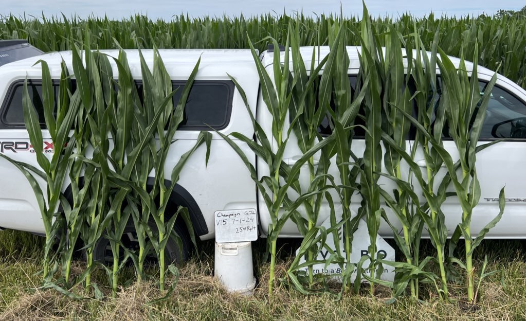 AllenP08's tweet photo. Happy Independence Day!  @pivotbio microbes are still giving a daily dose of N and average 5-10% N advantage.  Min till roots are going deep following worm channels which is always good to see as they prep for pollination.  Crop is looking good and rain is welcome.  #Plant2024 https://t.co/nk9b0YUa23