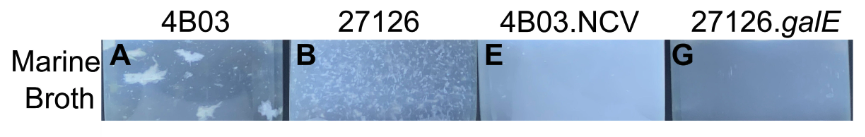 Noelle A. Held tweet media