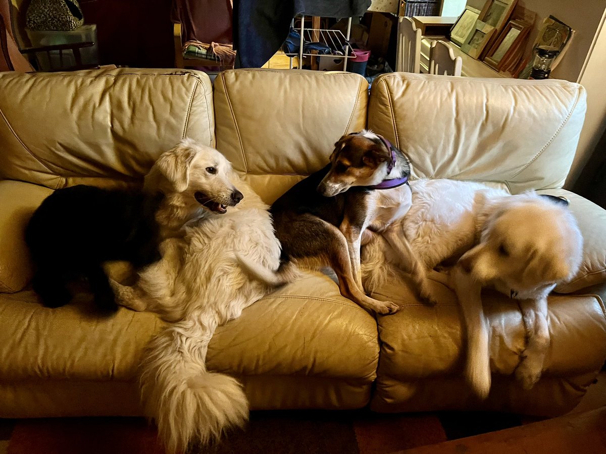 Growley Crowley (@bilcro) on Twitter photo Fire is lit. Dogs winding down. Time for a Cape Haze IPA from
<a href="/westcorkbrewco/">West Cork Brewing Co.</a>!
Cheers!๐ป
<a href="/CorkBeer/">CorkBeerTweets</a> <a href="/PintsBeauty/">Pints Of Beauty</a> <a href="/beer4strgclimat/">BiรจrePourLesClimatsEtrangรฉs ๐บ๐ฆ๐ป</a> <a href="/keefmullin/">keef mullin ๐</a> <a href="/RealBMaxwell/">Brian Maxwell ๐ป๐</a> @JonMontag <a href="/ephoustonbill/">EPHoustonBill</a> @Mc_Chouffe_1 <a href="/whiskytip/">Duncan aka whiskytip ๐ฅ</a> <a href="/Kubrickx/">โพ๏ธ Zenus๐</a> <a href="/boeskool/">boeskool</a> <a href="/cedarflats/">grandpaflats</a> <a href="/ErmiyasDESTA/">Ermiyas (Klinsmann)</a> <a href="/OkiTimes/">Christopher Perry</a> <a href="/beerhunter74/">๐ญ๐๐๐๐ณ๐๐๐๐๐๐๐พ๐๐๐๐๐๐๐๐๐๐๐๐ป</a> Fire is lit. Dogs winding down. Time for a Cape Haze IPA from
<a href="/westcorkbrewco/">West Cork Brewing Co.</a>!
Cheers!๐ป
<a href="/CorkBeer/">CorkBeerTweets</a> <a href="/PintsBeauty/">Pints Of Beauty</a> <a href="/beer4strgclimat/">BiรจrePourLesClimatsEtrangรฉs ๐บ๐ฆ๐ป</a> <a href="/keefmullin/">keef mullin ๐</a> <a href="/RealBMaxwell/">Brian Maxwell ๐ป๐</a> @JonMontag <a href="/ephoustonbill/">EPHoustonBill</a> @Mc_Chouffe_1 <a href="/whiskytip/">Duncan aka whiskytip ๐ฅ</a> <a href="/Kubrickx/">โพ๏ธ Zenus๐</a> <a href="/boeskool/">boeskool</a> <a href="/cedarflats/">grandpaflats</a> <a href="/ErmiyasDESTA/">Ermiyas (Klinsmann)</a> <a href="/OkiTimes/">Christopher Perry</a> <a href="/beerhunter74/">๐ญ๐๐๐๐ณ๐๐๐๐๐๐๐พ๐๐๐๐๐๐๐๐๐๐๐๐ป</a>