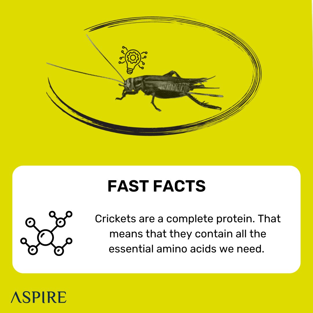 ASPIRE (@aspirefg) on Twitter photo Our cricket protein ingredients π¦ contain all the essential amino acids (for people π§π»βπ€βπ§πΏ & pets πΎ) and are free from common allergens. Reach out to us for more information on how cricket protein is the missing #ingredient!
#insectprotein #B2B #facts #factsdaily #fastfacts Our cricket protein ingredients π¦ contain all the essential amino acids (for people π§π»βπ€βπ§πΏ & pets πΎ) and are free from common allergens. Reach out to us for more information on how cricket protein is the missing #ingredient!
#insectprotein #B2B #facts #factsdaily #fastfacts