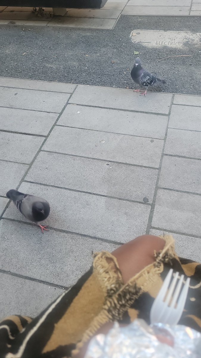 I wonder if NYC pigeons know who to beg for scraps and who to stay away from.