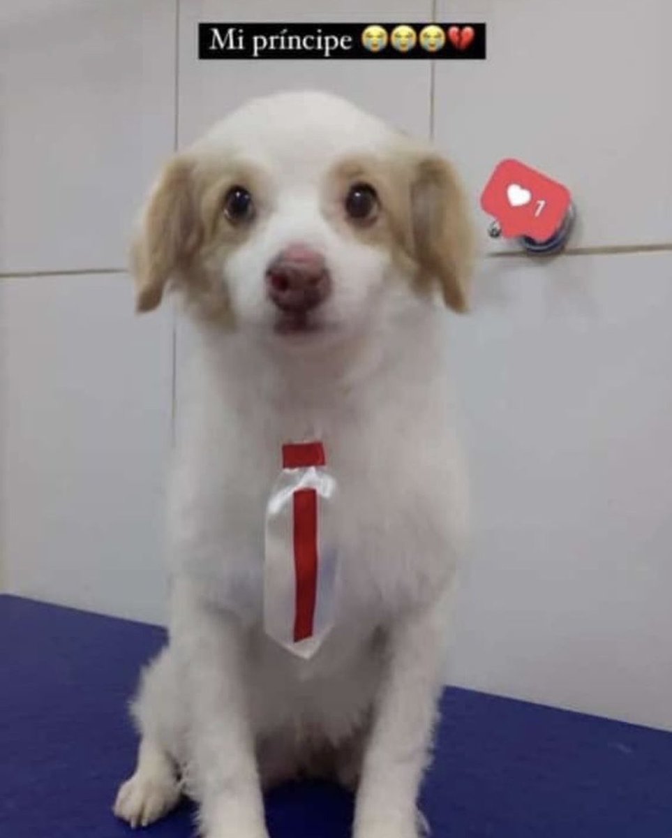 Tomás un inocente perrito fue quemado con agua caliente y decapitado en el interior de su vivienda ubicada en la ciudad de Fernando de la Mora. Quien hace algo así es un peligro para toda la sociedad, queremos que la pena por maltrato sea cárcel ‼️ #JusticiaParaTomas