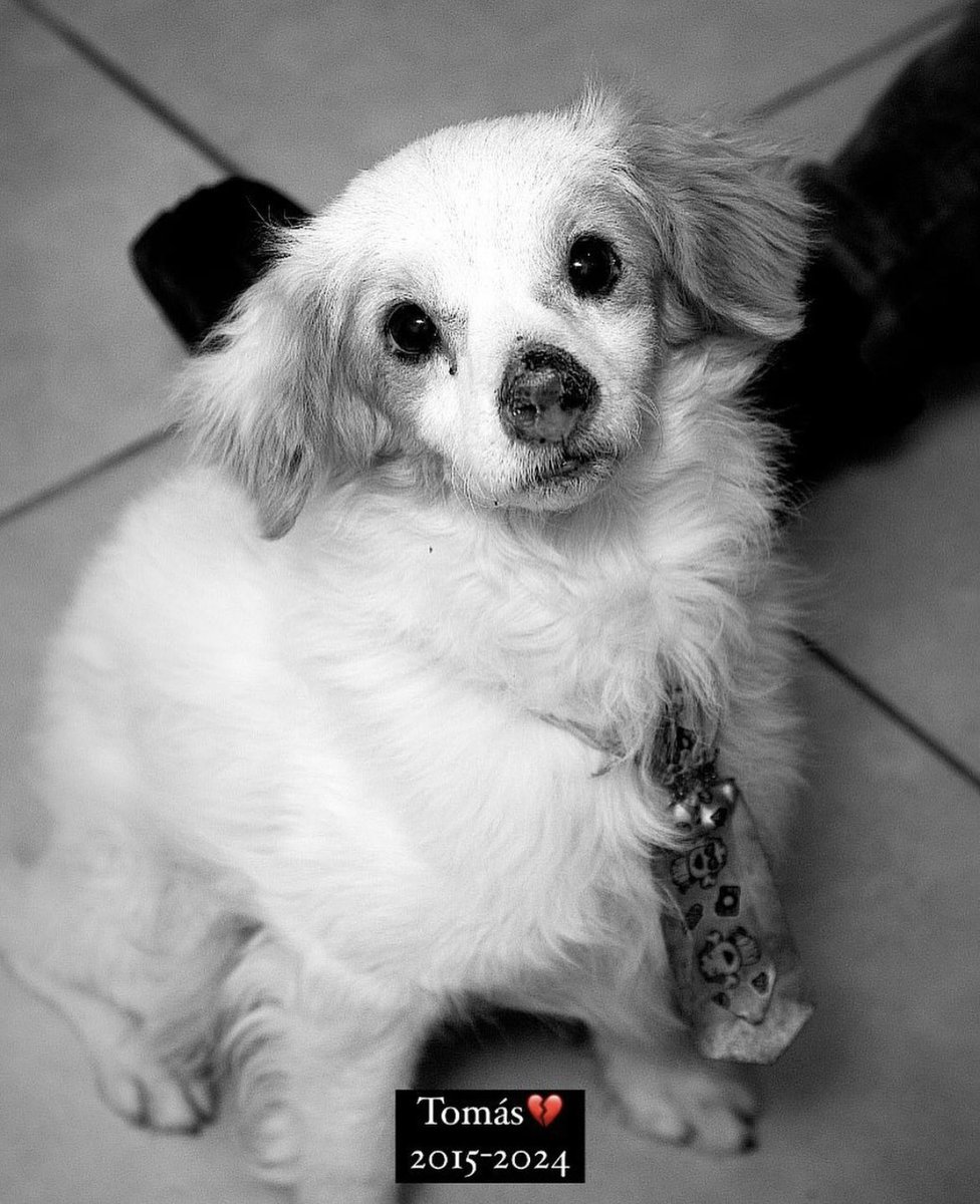 Marcando Huellas tweet media