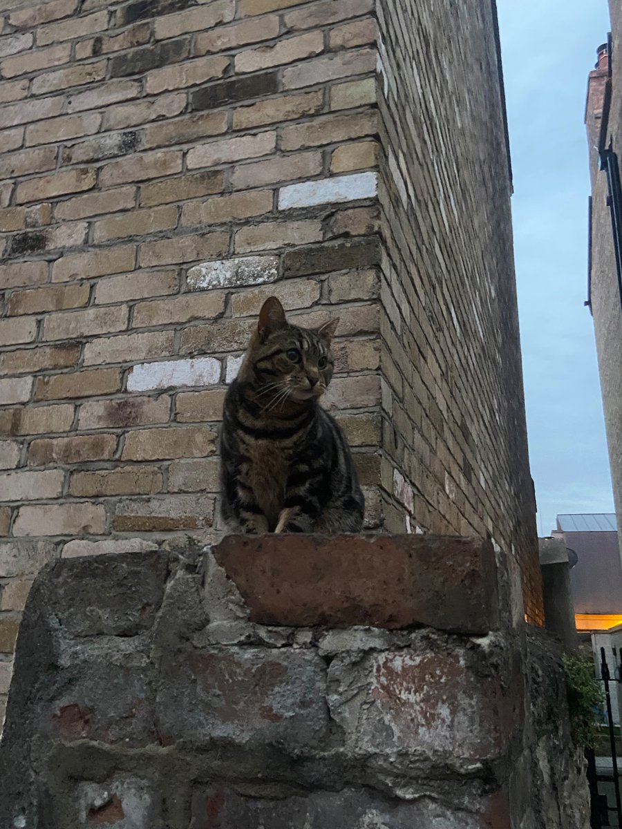 This cat from Ranelagh’s registered name is scrappy Beyoncé