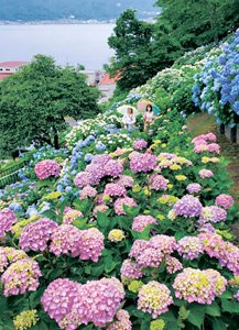 岡谷市湊の小坂観音院がある小坂公園で、約８００株のアジサイが見頃を迎えた。小坂区によると、今季は例年になく花付きが良好となり、見応え十分。諏訪湖を望む高台に広がり、鮮やかな青や紫、白色に染めている。nagano-np.co.jp/news/detail.ph…