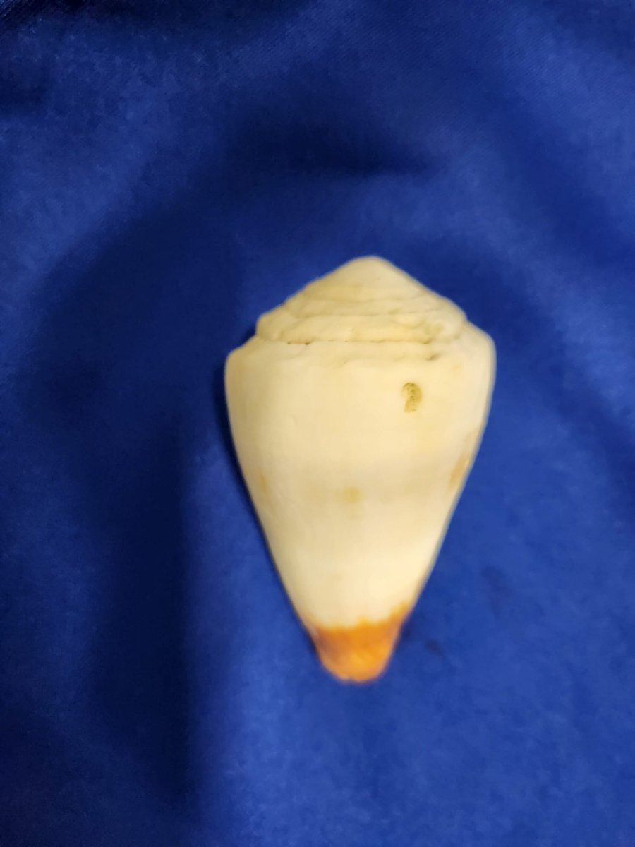 GaiaResearchMB's tweet photo. Debbie and Steph found this shell in the field while making assessments today. Its about 7 cm long, 4 cm wide. How did it get there? Lake Agassiz? How has it not broken having been cultivated, tilled hundreds of times?
#FoundinTheField https://t.co/npCdXj3bou