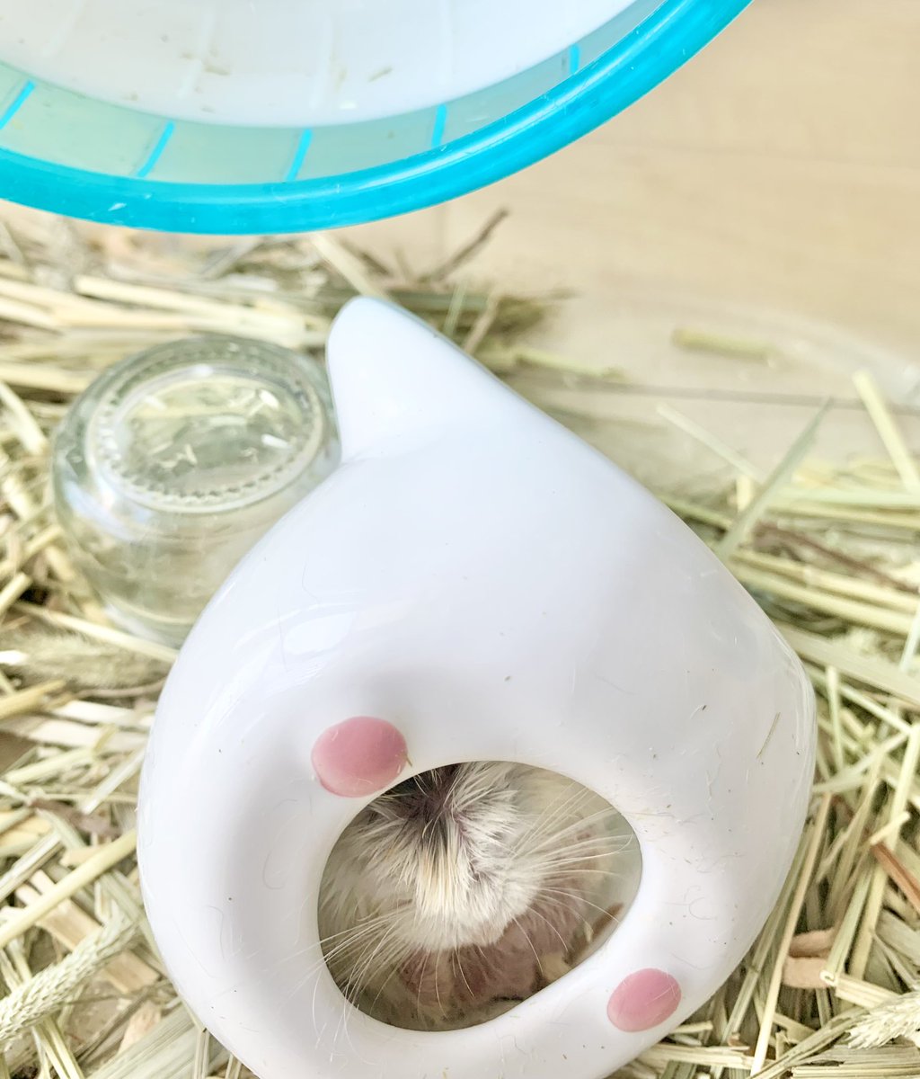 mimipuruM's tweet photo. POWER！！

 昨晩の #ハムスター のパワーはなかなかに計り知れない
朝食時には飼い主を察知して起きて来る
いつも外の小高い丘マットで朝食ww
 #チェックハム https://t.co/UkR9HmvnGR