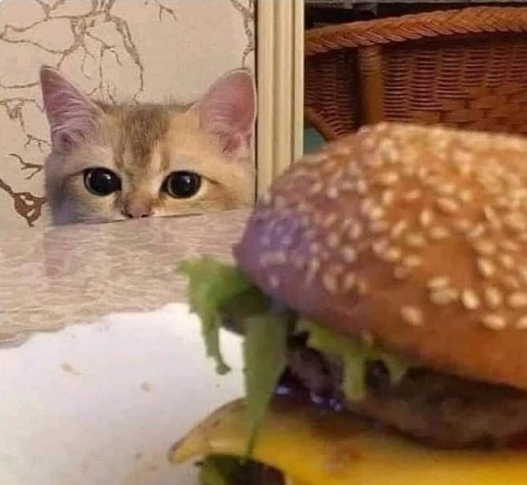 Catsillyness's tweet photo. Soon https://t.co/d4xXbmDoTi