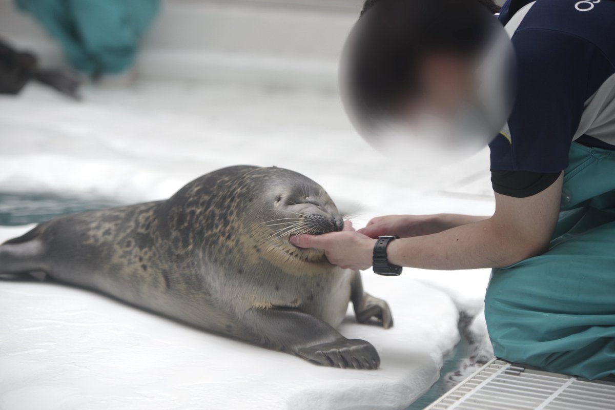 むぎゅー🦭

2023.07 #海遊館
#ワモンアザラシ #ミゾレ