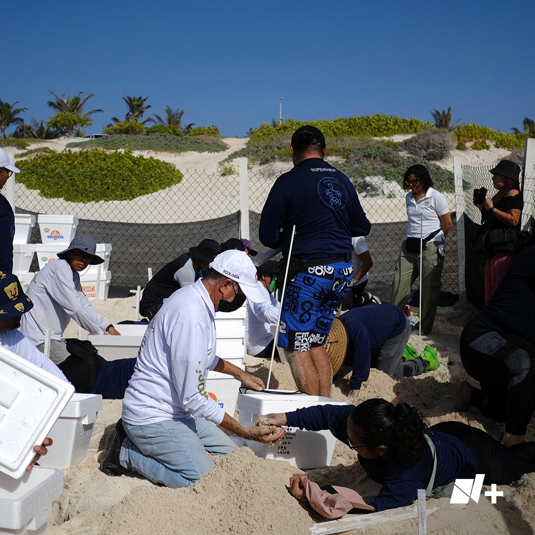 nmas's tweet photo. México comenzó el miércoles con unas primeras y peculiares evacuaciones ante la llegada del huracán #Beryl en Cancún: huevos de tortuga. 

Trabajadores del municipio de Cancún llegaron hasta una parte de la playa dedicada a la anidación de tortugas carey y pusieron miles de huevos cubiertos de arena en un centenar de hieleras para transportarlos a un sitio más seguro.

Sigue la evolución de los fenómenos meteorológicos en nuestro LiveBlog: https://t.co/0AyIlkCSlK

Fotos: Reuters