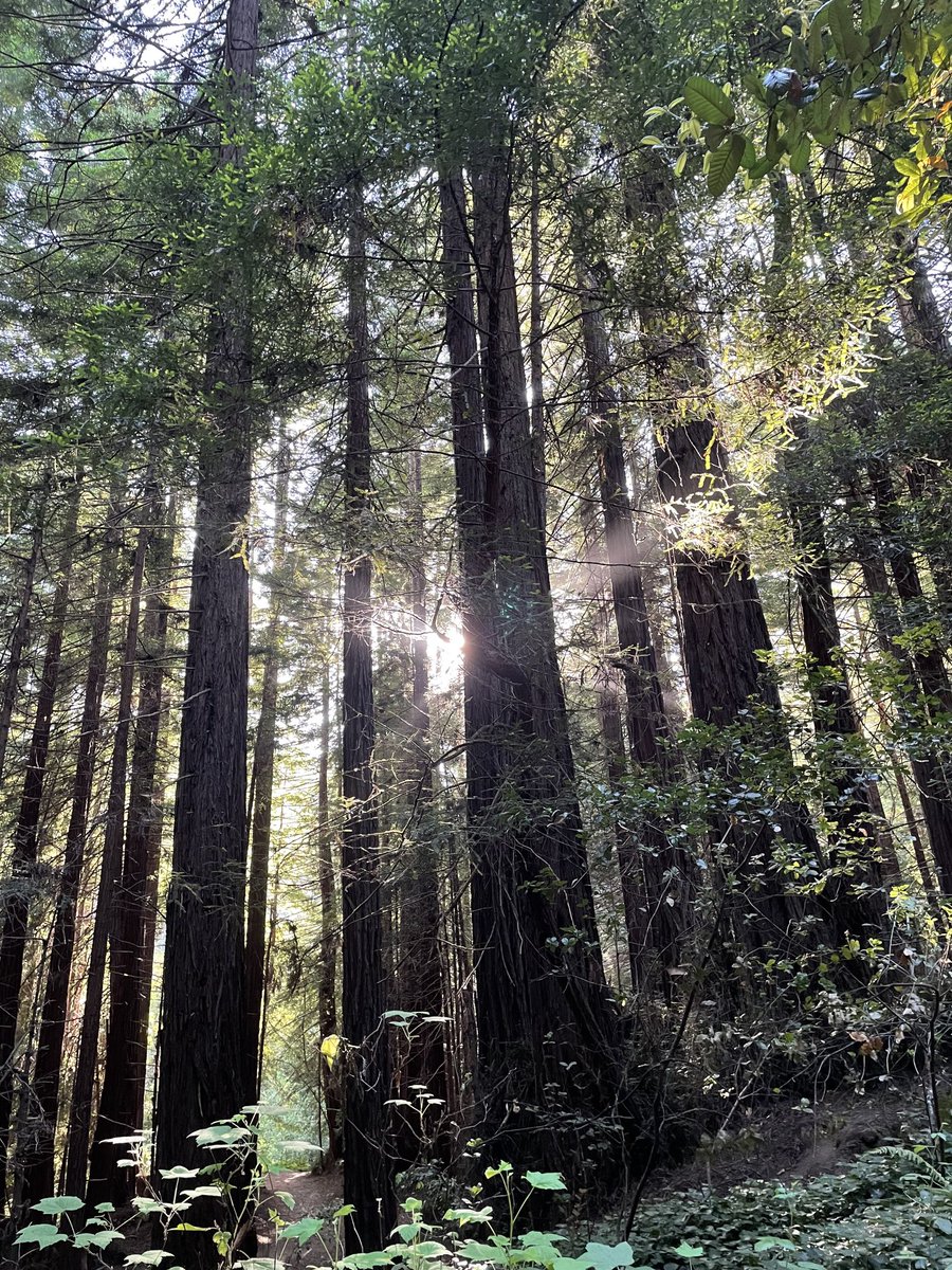 DarylHMiller's tweet photo. Today’s tip: Step into the sunshine.

Are you indoors, the glow of your screen your only light? Stop that! Walk out into the sunlight. You’ll instantly feel better, Now: Keep walking, or otherwise exercising, and you’ll be stronger too.

photo by Daryl H. Miller, do not reproduce https://t.co/D6JFHibiuG