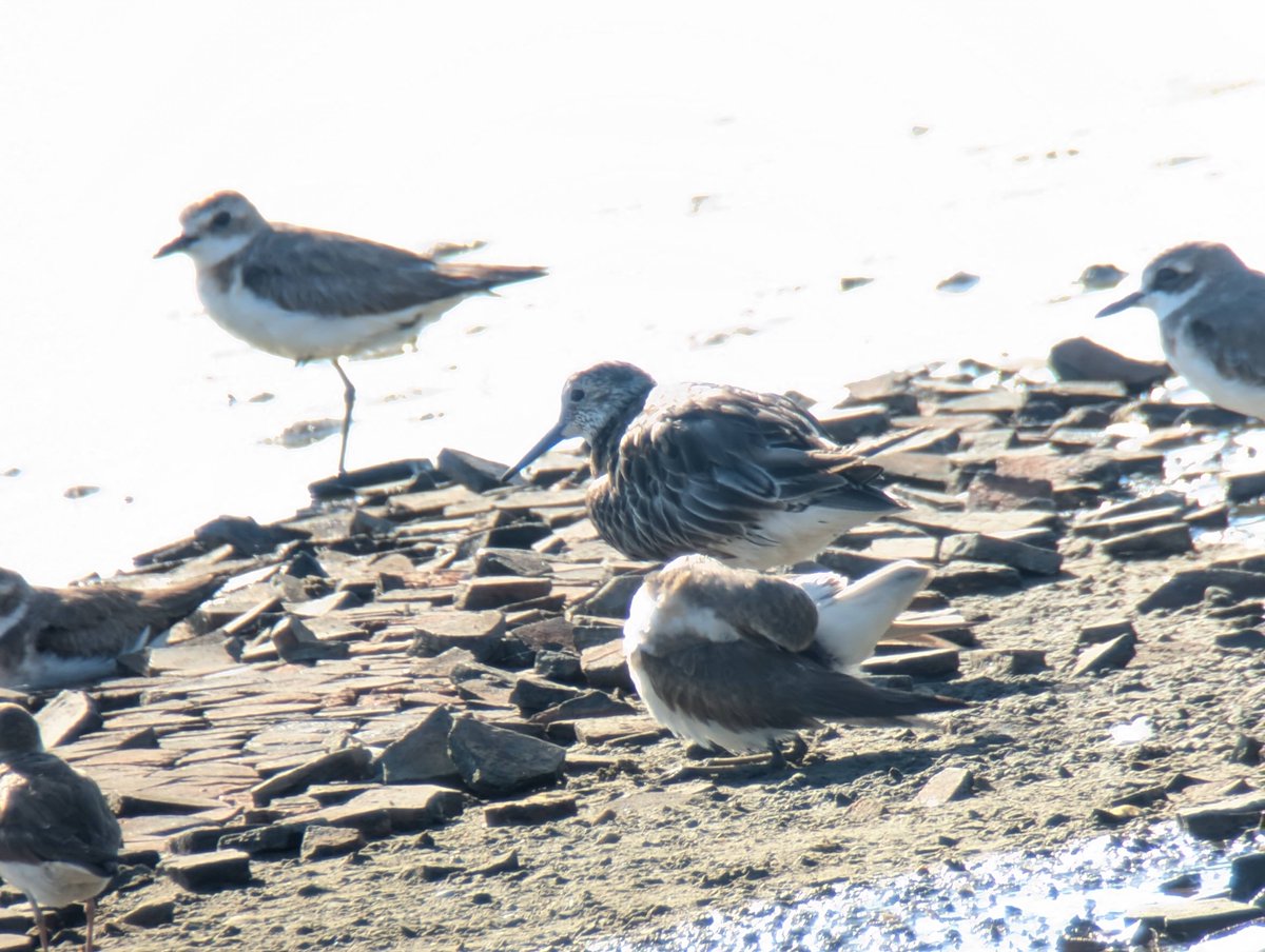 taiwanbirdguide's tweet photo. Very early #GrreaterSandPlover and #GreatKnot in #Budai wetland today
#Taiwan #bird #birding #bitdtour #TaiwanBirdGuide #digiscoping https://t.co/Ynv9KAqIqe