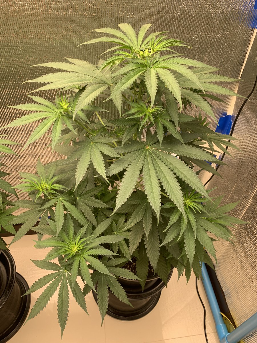 Ray’s Place (@rayong71) on Twitter photo Two of my favorite Strains from:
<a href="/breeder_steve/">Breeder Steve</a> / genetican.online
L #GarGoyle & R #EgoPunch
Had 5 weeks veg and it's the first week of flower, fimmed them both after 2 days from flip
Have a Good one !!
#RayongGrow Two of my favorite Strains from:
<a href="/breeder_steve/">Breeder Steve</a> / genetican.online
L #GarGoyle & R #EgoPunch
Had 5 weeks veg and it's the first week of flower, fimmed them both after 2 days from flip
Have a Good one !!
#RayongGrow