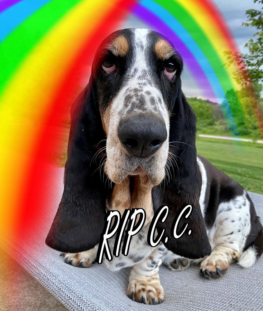 Mockler Bassets tweet media