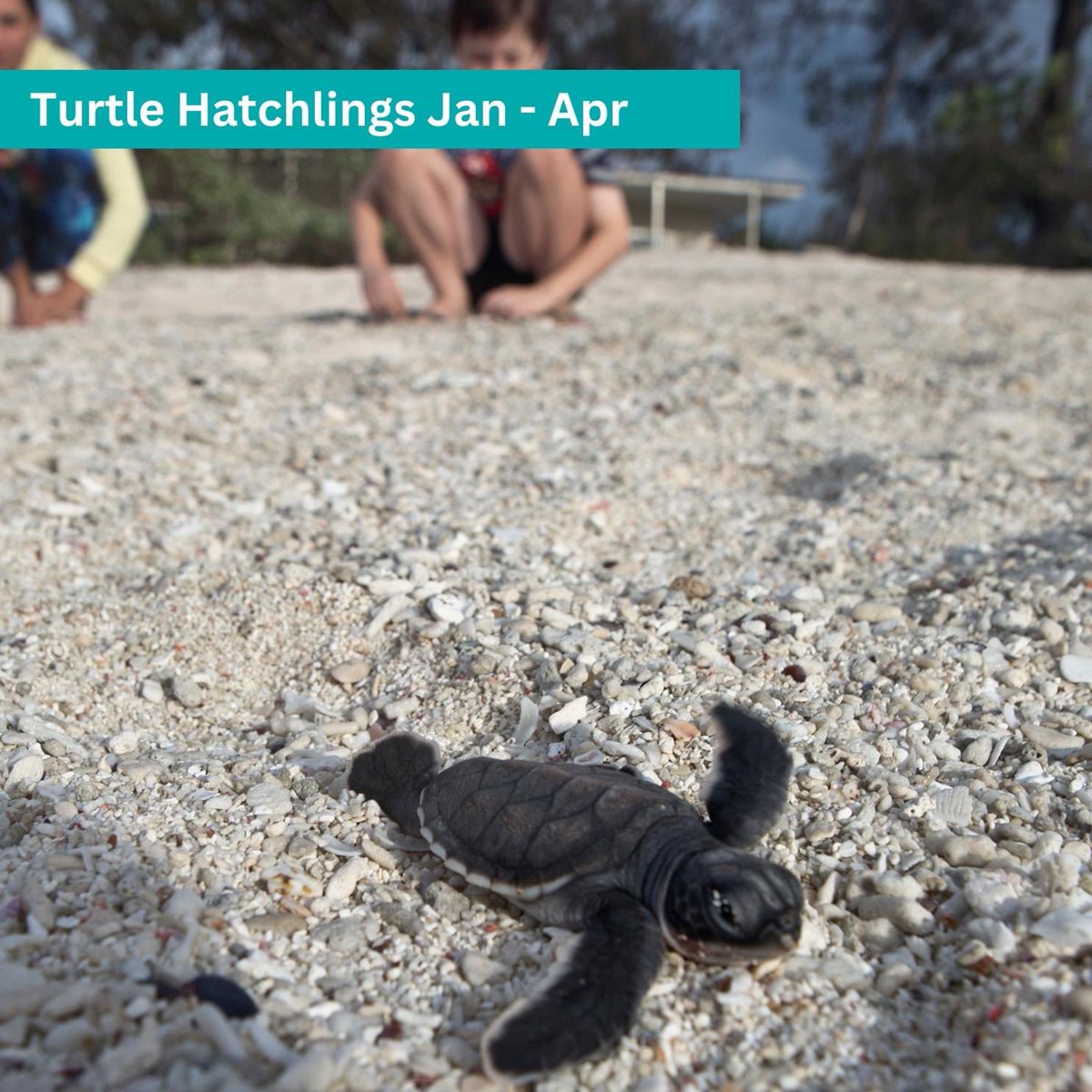 Book your next turtely awesome holiday on #ladyelliotisland 🐢 2-night Turtle Trek Package starting from $1,025 per adult (twin/share) 

💻 ladyelliot.com.au/packages/#tt

🗓 Travel between 1 Nov 24 - 31 Mar 25 (exclusion dates apply) 

⏰ Book before 31 August 2024 

T’s &amp; C’s apply