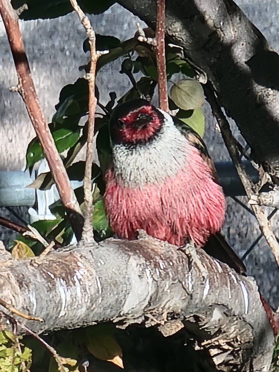 parkerii's tweet image. Good evening from Drummond! Chilling with my bird buds! ( type then delete multiple political rants) I hope you&apos;ve all had a great day and are having a awesome week as well! #Montana #commongood #together