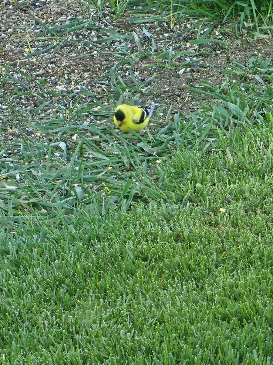 parkerii's tweet image. Good evening from Drummond! Chilling with my bird buds! ( type then delete multiple political rants) I hope you&apos;ve all had a great day and are having a awesome week as well! #Montana #commongood #together