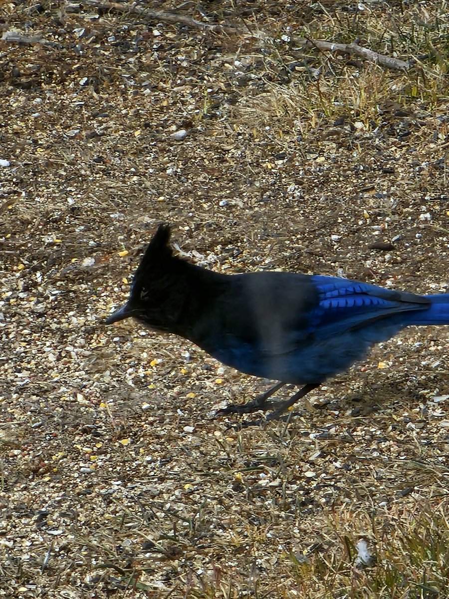 parkerii's tweet image. Good evening from Drummond! Chilling with my bird buds! ( type then delete multiple political rants) I hope you&apos;ve all had a great day and are having a awesome week as well! #Montana #commongood #together