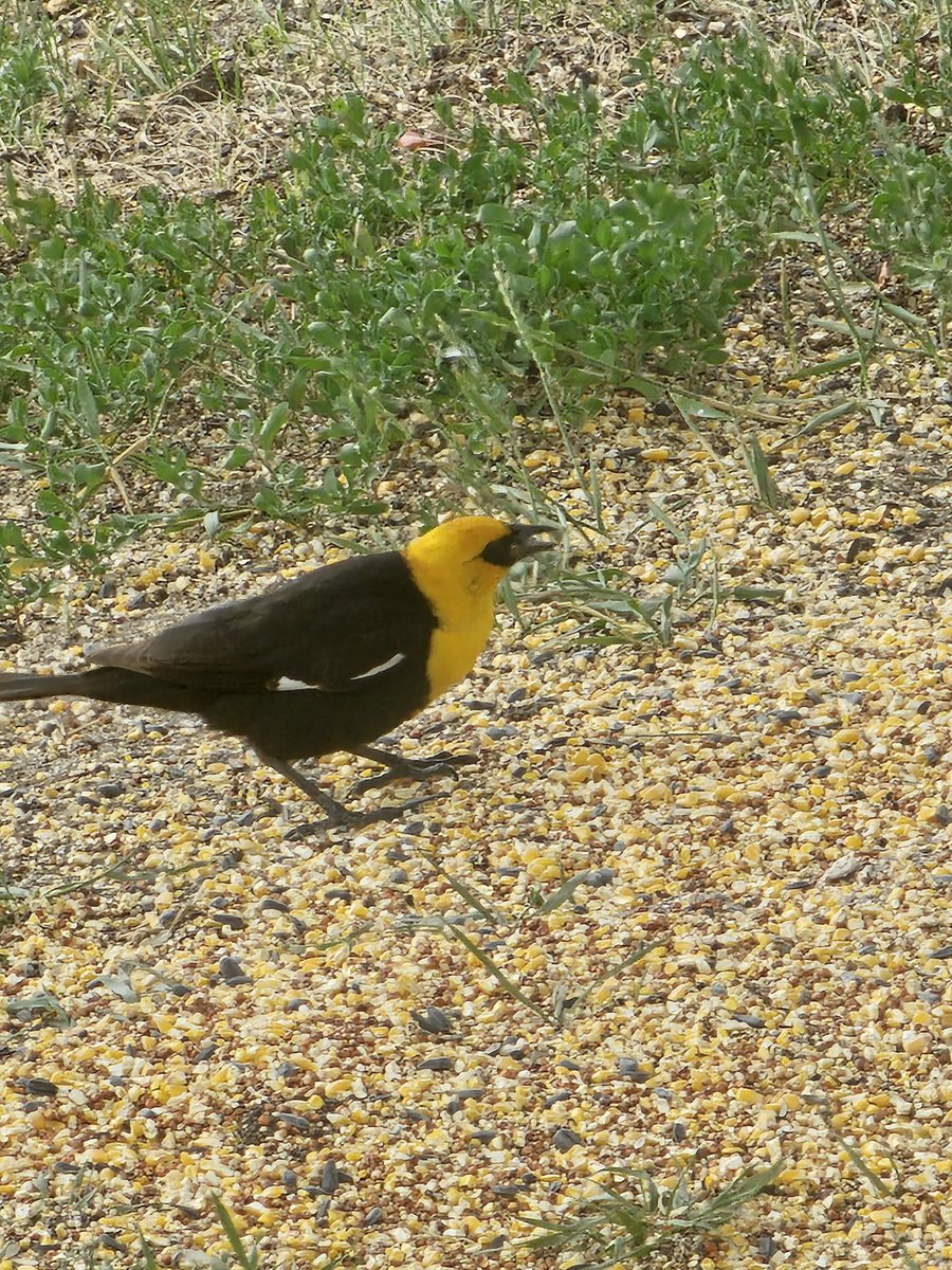 parkerii's tweet image. Good evening from Drummond! Chilling with my bird buds! ( type then delete multiple political rants) I hope you&apos;ve all had a great day and are having a awesome week as well! #Montana #commongood #together