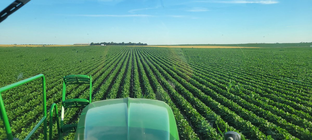 dvorakfarms's tweet photo. @cattleNcrops83 They do look good. This picture was June 26th. https://t.co/ioLhdb2C81