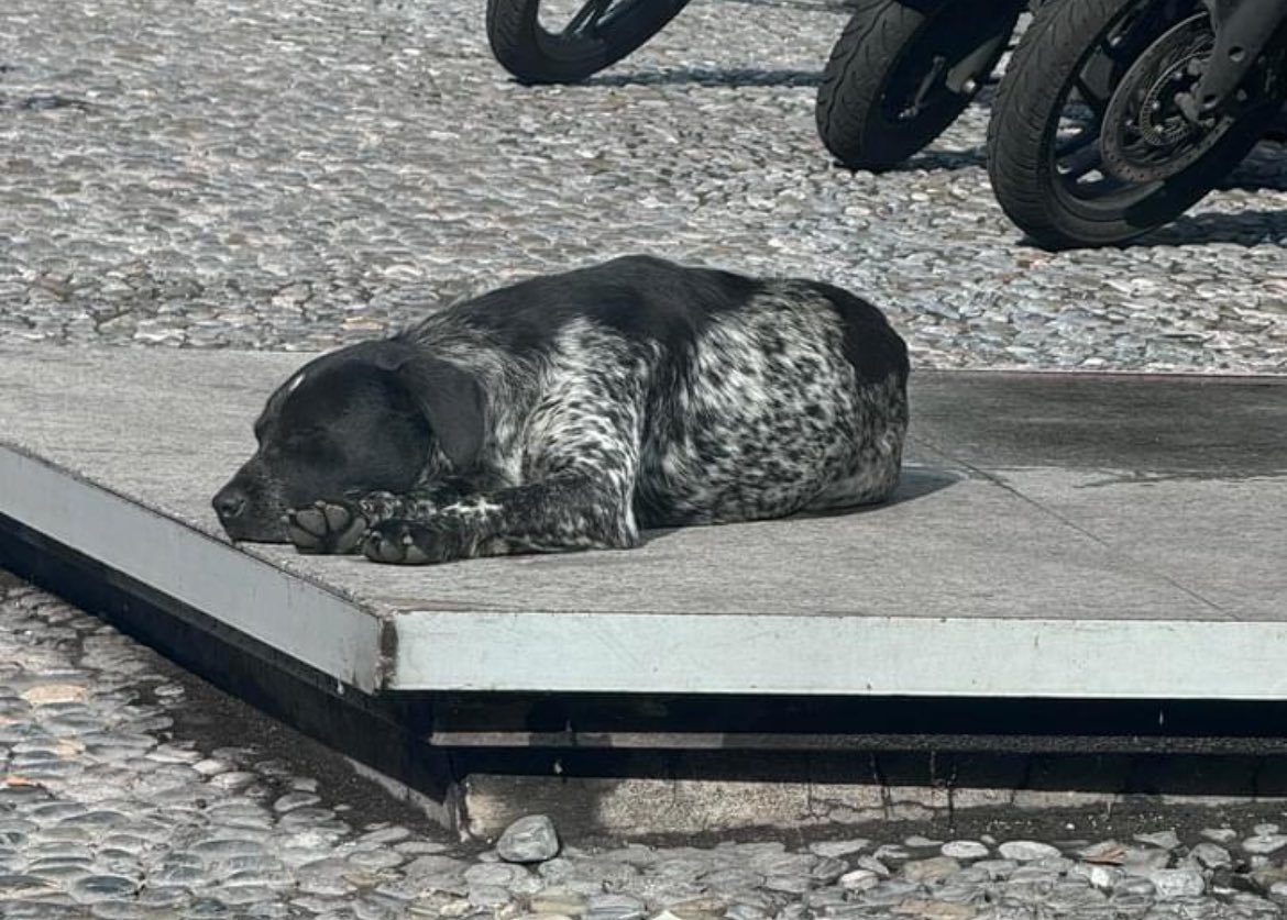 Mar_543210's tweet photo. Perrita perdida vista en bosque de radiatas 22 bosques de las lomas. Si alguien la conoce o se le perdió esta por la zona de Arcos bosques. @YoVivoenBosques @AlcCuajimalpa #perritosperdidos @PrrosPerdidosMX @RescateAnimal @AdrianRubalcava @bosquesdelaslomas https://t.co/teuoh0vrGU