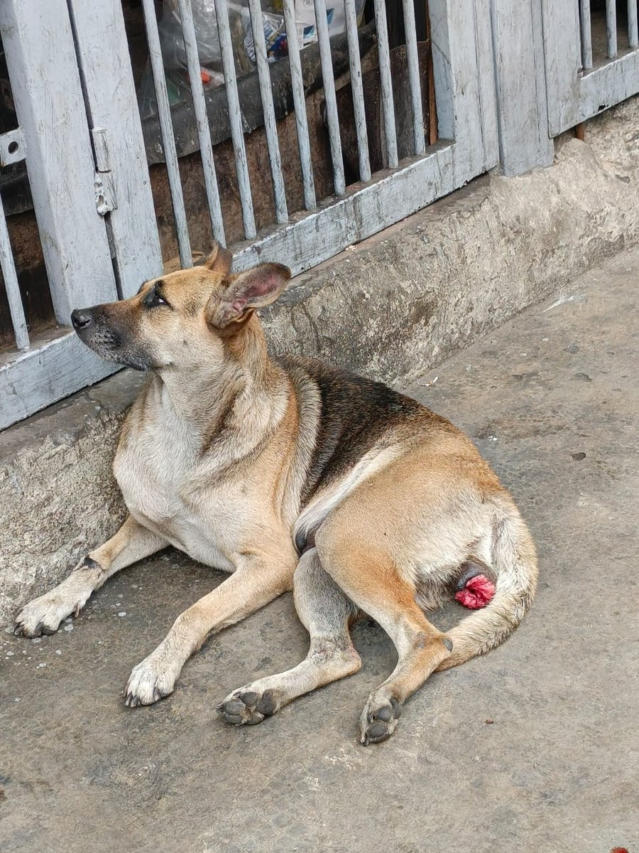 infinitoanimal2's tweet photo. URGENTE está perra está en situación de calle en los flores de Catia Caracas , tiene un tumor de estiker , por favor se busca resguardo para hacerle las quimiosnya se tiene la víncristina y se cubre su alimentación se necesitamos el resguardo  04242235802 @PerroUsuario https://t.co/oZQznFgeJC