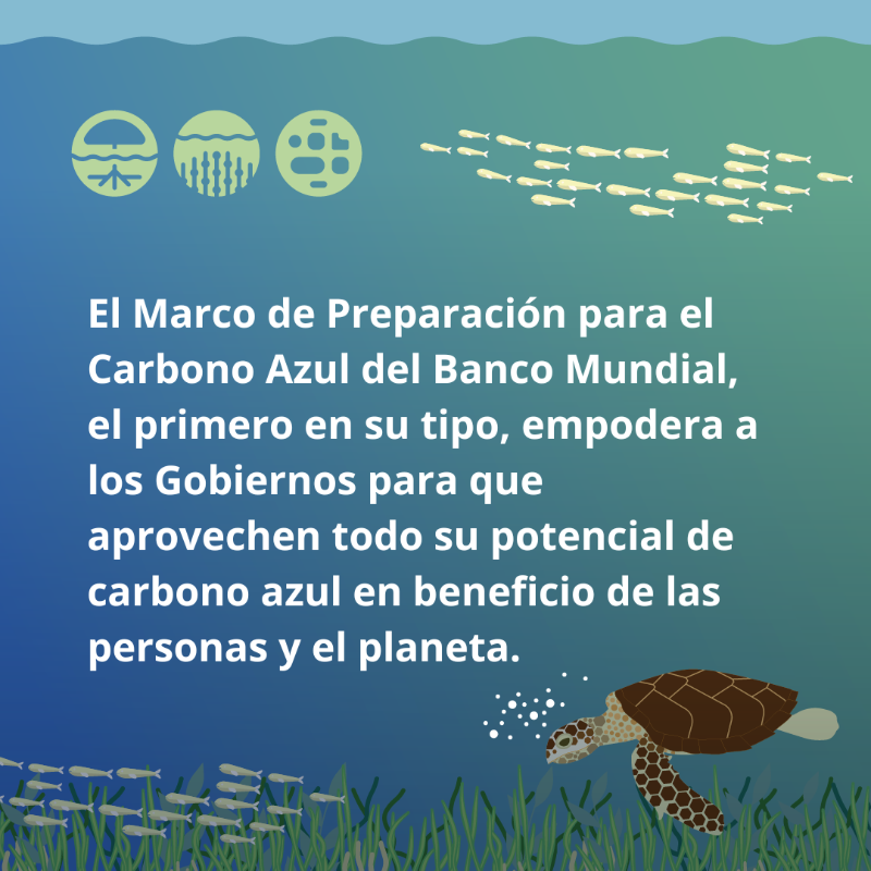 BancoMundial's tweet photo. ¿Qué es el #CarbonoAzul y por qué es importante?

Obtén más información en este informe del @BancoMundial “Impulsar el desarrollo del carbono azul”: